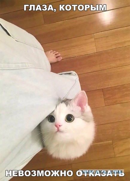 Котовторник в картинках