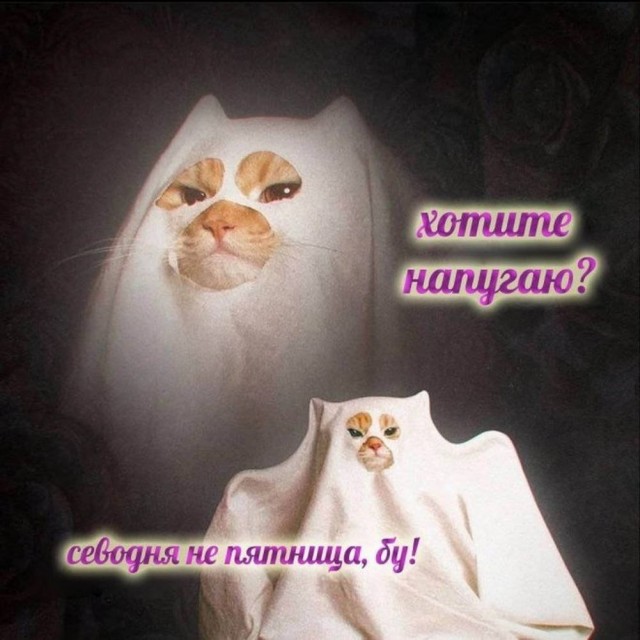 К котовторнику: подборка картинок-баянов с котиками и про котиков. Выпуск 24.