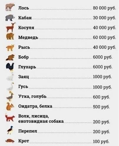 Видел на дороге сбитого лося