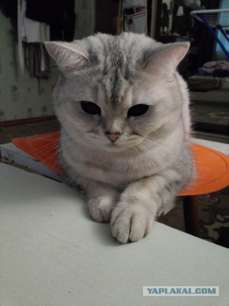 Котовторник  08.04.2014