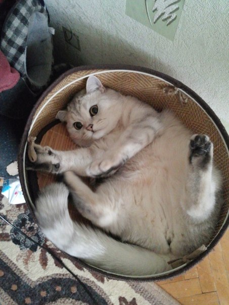 Котовторник   15.04.2014