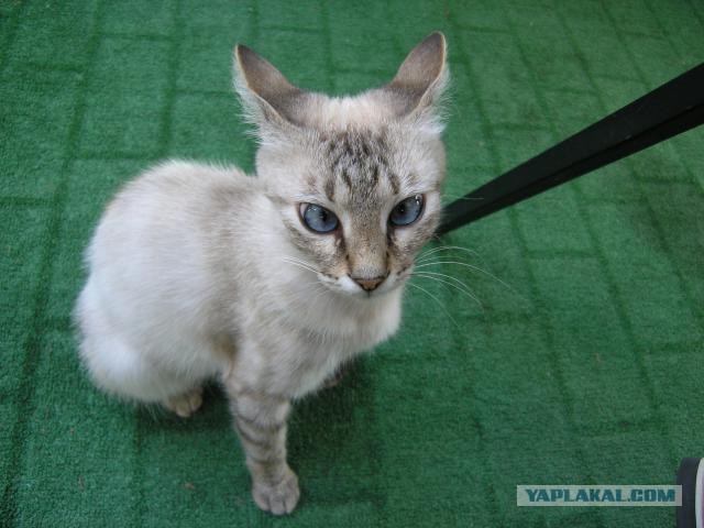 Котовторник 17.06.2014