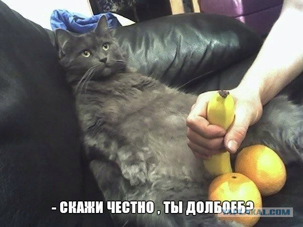 Смешные картинки и комментарии