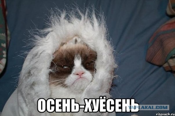 Популярные мемы на ЯПе