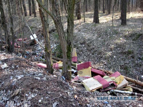 Утро в бору.