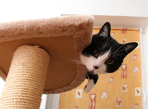Котовторник 25.11.2014