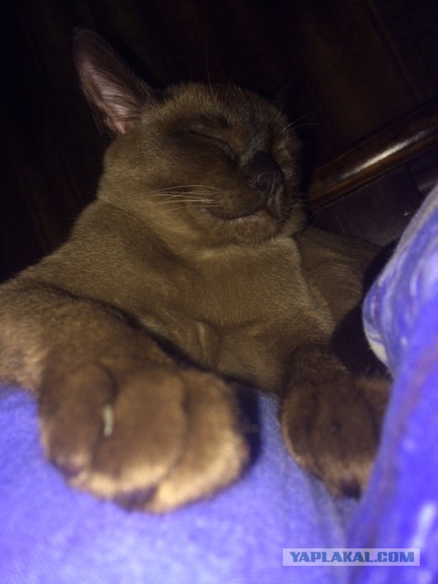 Котовторник 07 04 2015