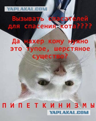 Я бы потратила на тебя все 9 жизней