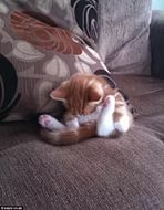 Котовторник 15.12.2015