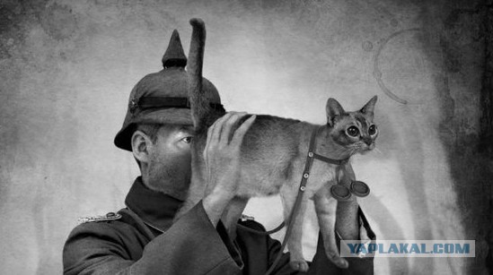 Кошка, которая спит не там (котовторнику посвящается)