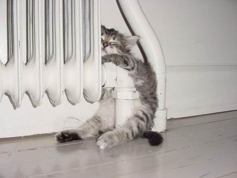 Коты, кошки, котята
