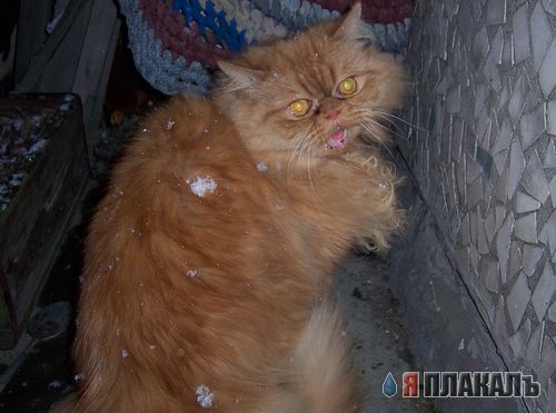 А вот и котовторник!