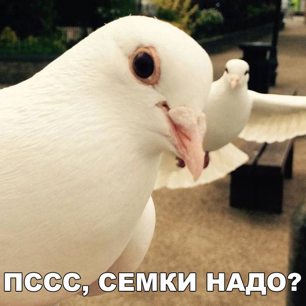 Божьи твари