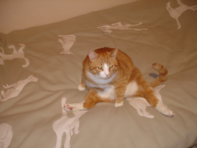 Котомет во вторник (11.12.2007)