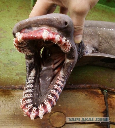 Пора вари... валить бетон! "Альты", шах и мат!