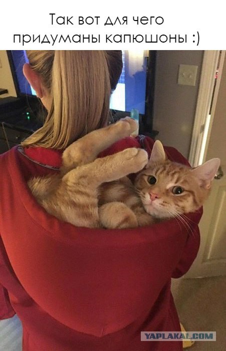 Котовторник 07.03.2017
