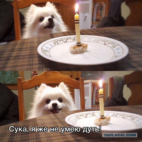 Поляна чёрного юмора и цинизма