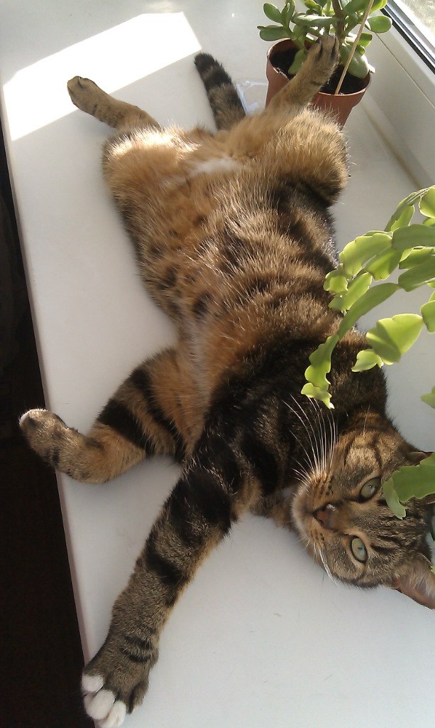 Коты и Кошки