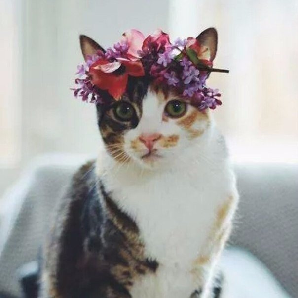 Коты и Кошки