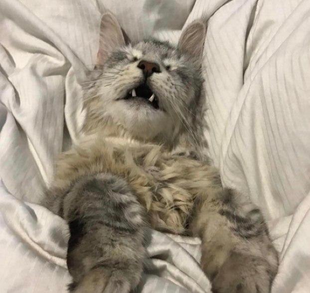 Коты и Кошки