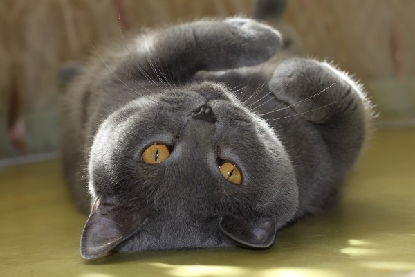 Коты и Кошки