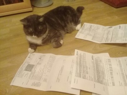 Котовторник