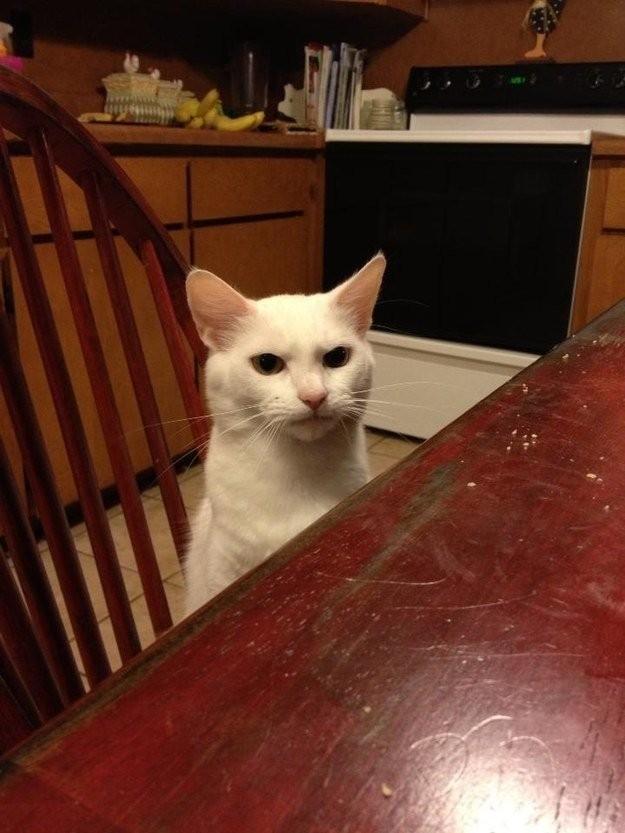 Коты и Кошки