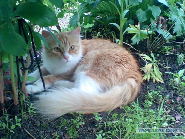 Рыжий котовторник на ЯПлакал!, Смотрим  и добавляем!
