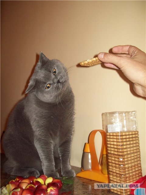 Котовторник (15.05.2012)
