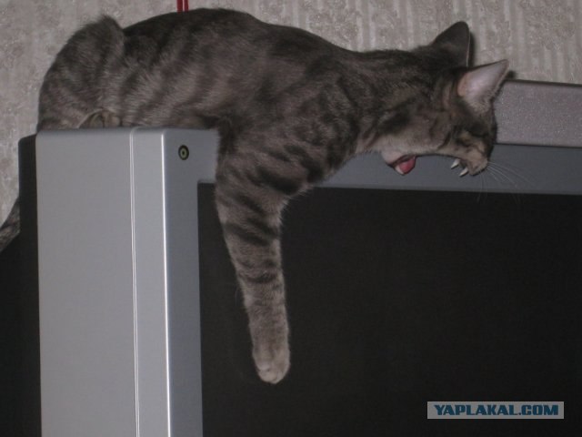 Котовторник  19.06.2012