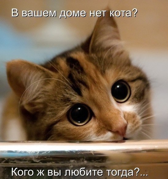 20 очень веселых фотографий котов с забавными комментариями их владельцев