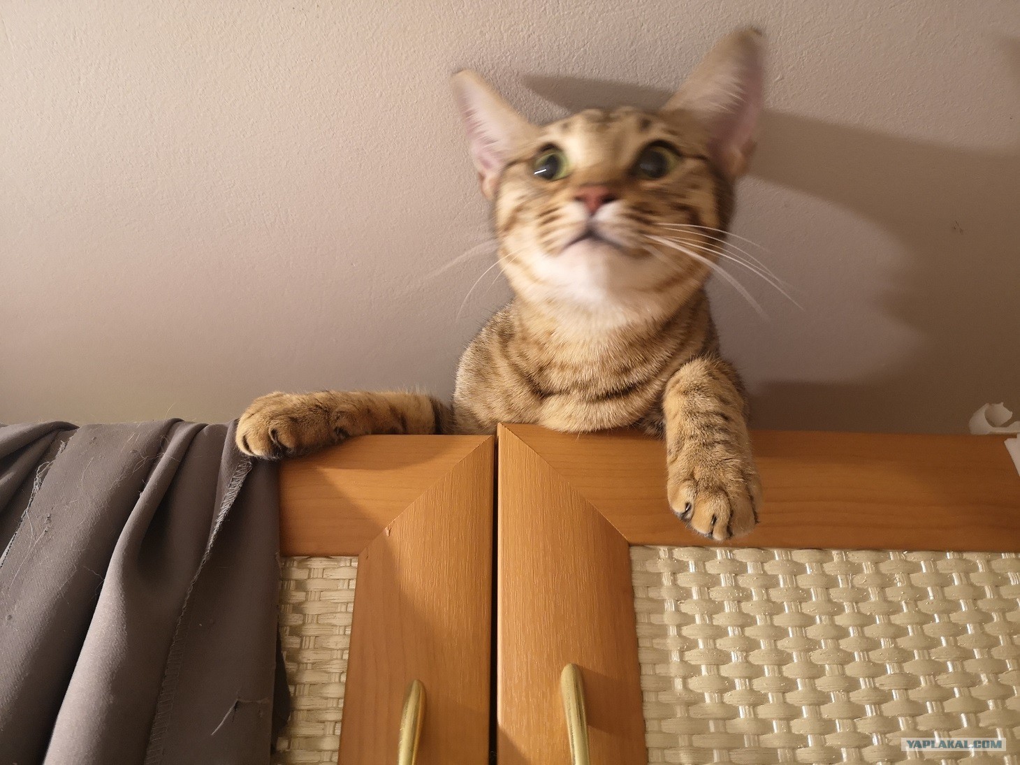 Красивый кот. Кошки. Кот, кошка и котенок. Пушистая полосатая кошка. Ца кот.