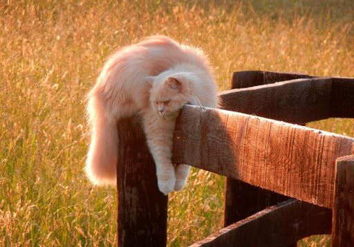 Задорные заборные котэ