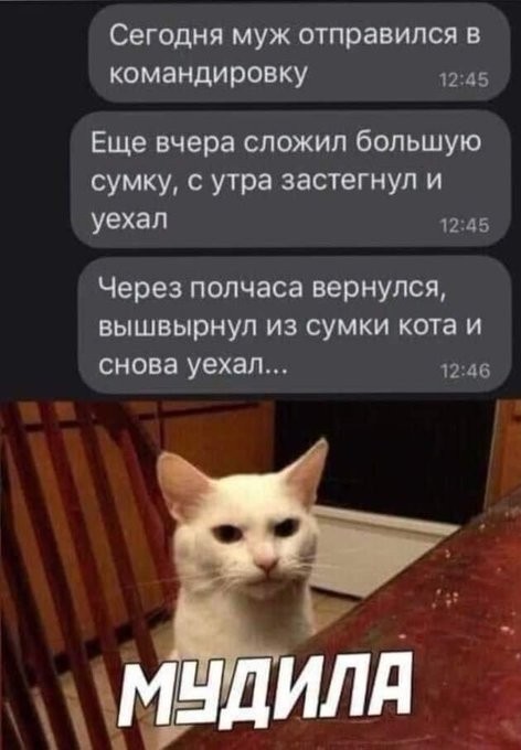 В Петербурге из унитаза вылез котенок