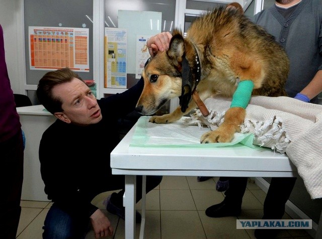 В Тверской области собаки загрызли насмерть 6-летнего ребенка