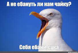 Чайку Ебануть