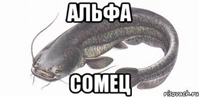 Хозяйство у жениха маленькое, жену не найдет!