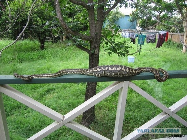 Спасение кота от удава