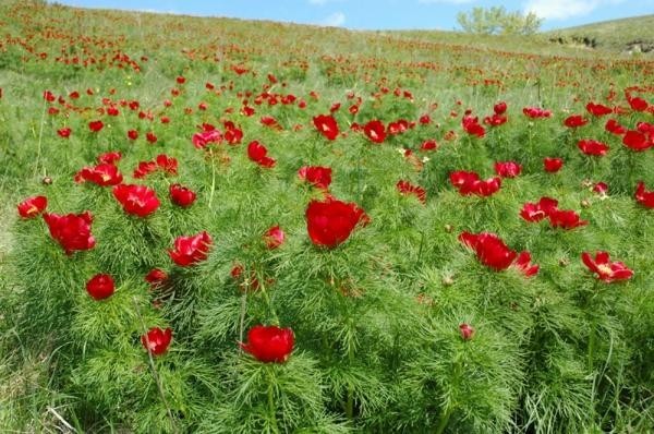 Пять лет назад привёз с полигона луковицу.