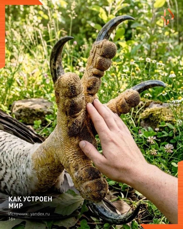Взрослая самка Гарпии