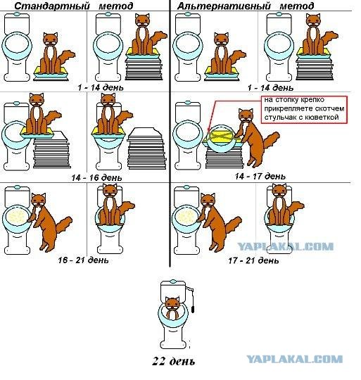 Как научить кота ходить в туалет