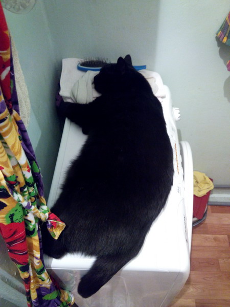Котовторник 01.07.2014