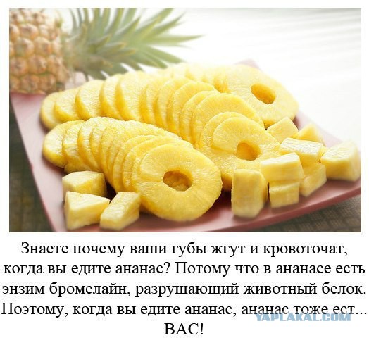 Домашний ананас