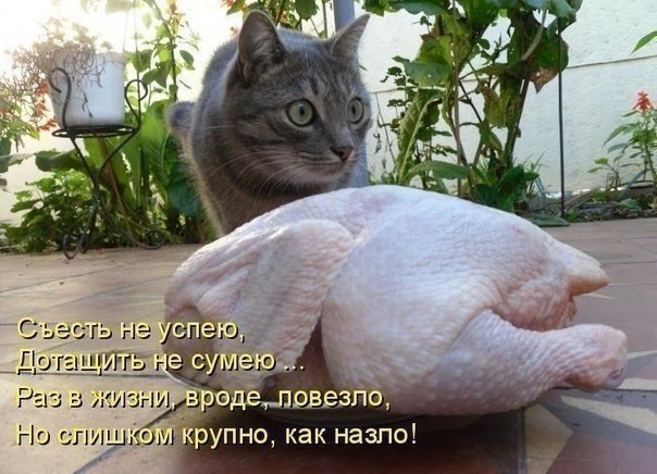 20 самых известных котов в интернете.