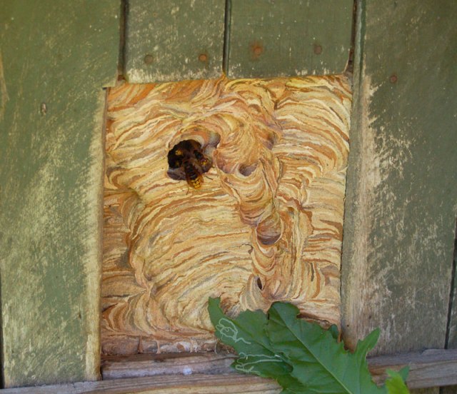 Коттедж опасных соседей