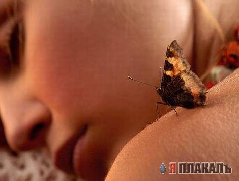 НАСЕКОМЫЕ. Мухи, бабочки, мотыльки, моль, и все летающие твари, пауки