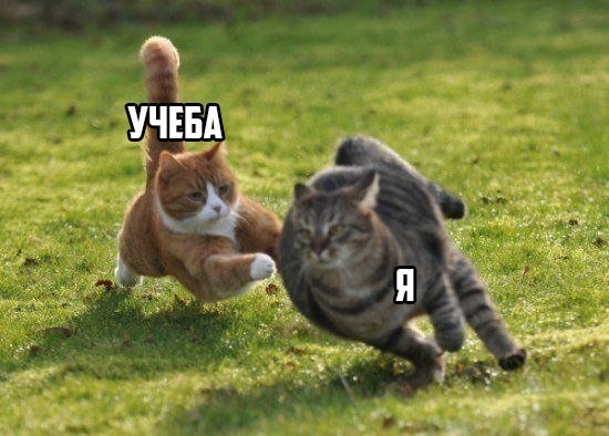 Веселые картинки