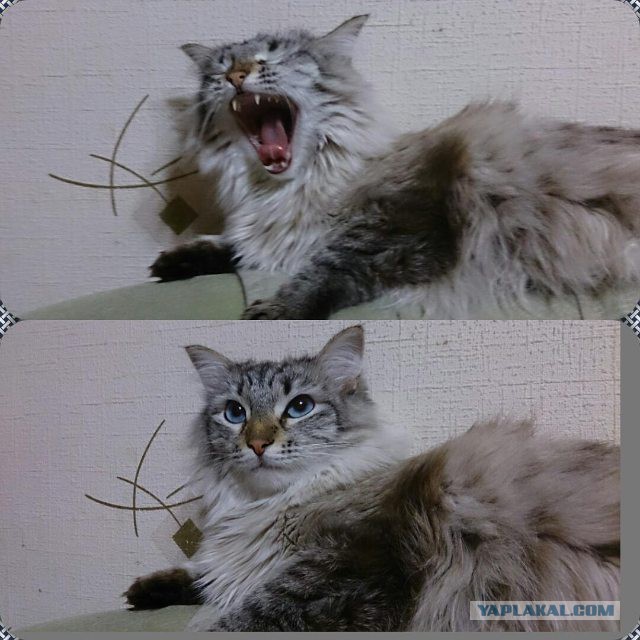 Котовторник 29.03.2016