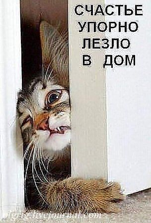 Как я стала кошатницей