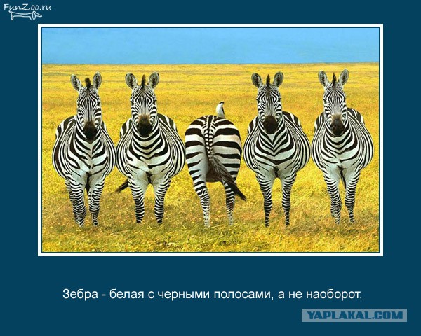 Занятные факты обо всем на свете